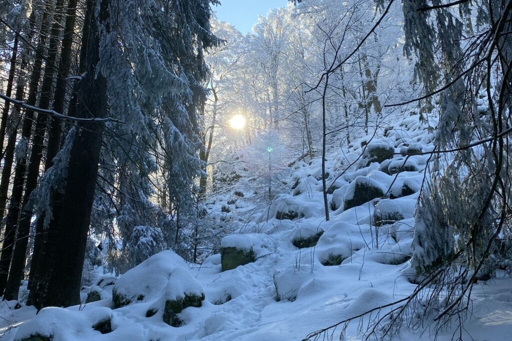 Verschneiter Wald am Aufstieg zur Milseburg im Gegenlicht