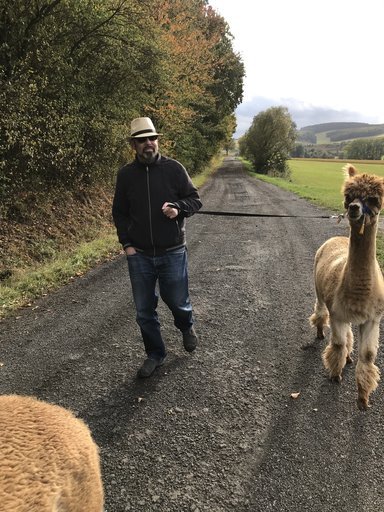 Alpakawanderung auf einem Feldweg bei Borsch in der thüringischen Rhön
