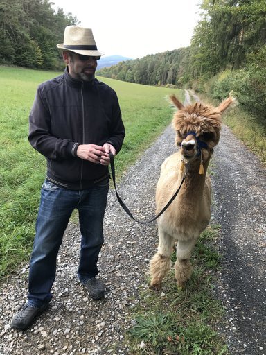 Steffen führt ein hellbraunes Alpaka an der Leine über einen Wiesenweg