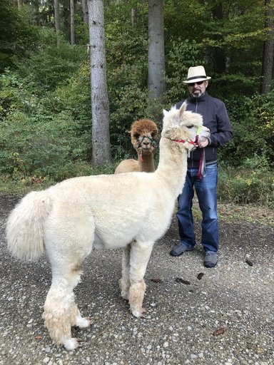 Steffen mit einem weißen und einem braunen Alpaka auf einem Waldweg bei Geisa