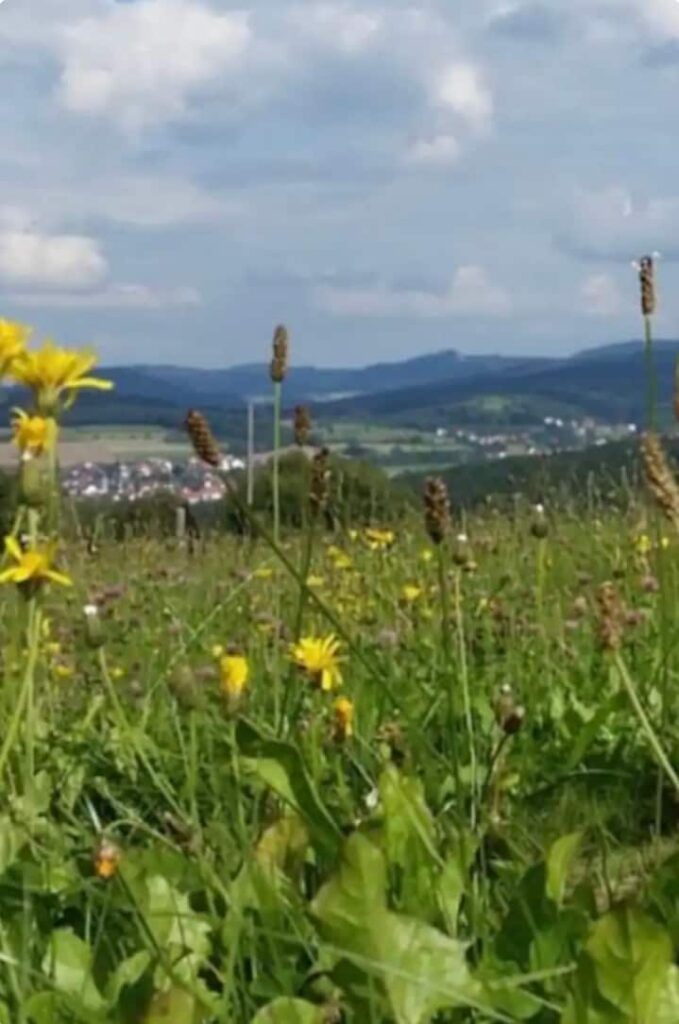 Blumenwiese mit Blick auf ein Dorf und die Höhen der Rhön
