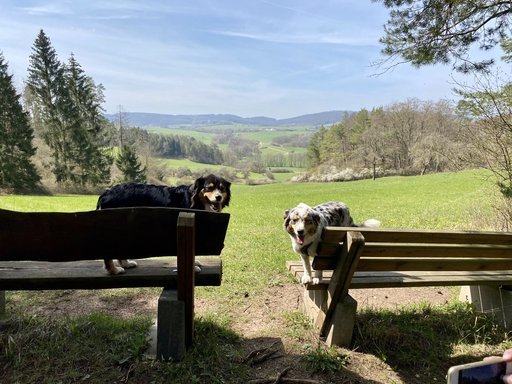 Zwei Hunde auf Rastbänken an der Extratour Point-Alpha-Weg mit Blick über die Kuppenrhön