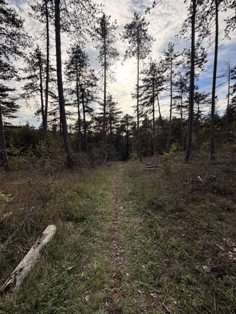 Grasiger Pfad durch lichten Kiefernwald oberhalb von Ramsthal