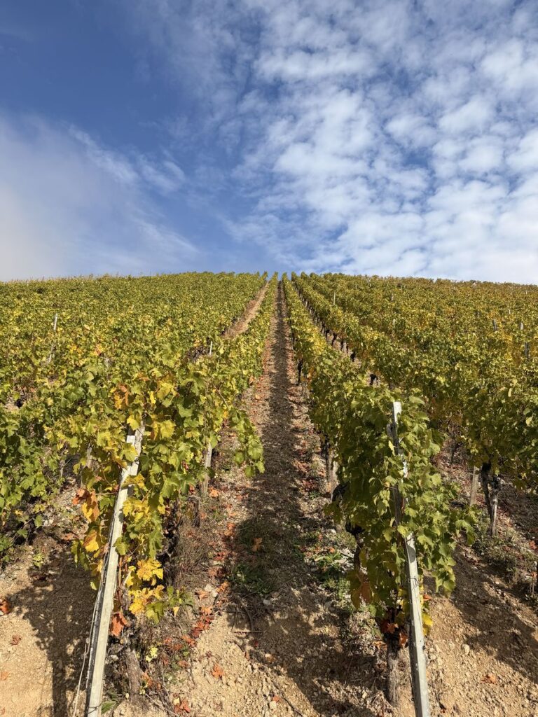Rebzeilen im Herbst in den Weinbergen von Ramsthal unter blauem Himmel