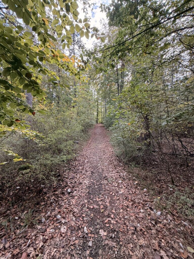 Mit Herbstlaub bedeckter Waldweg zwischen Büschen