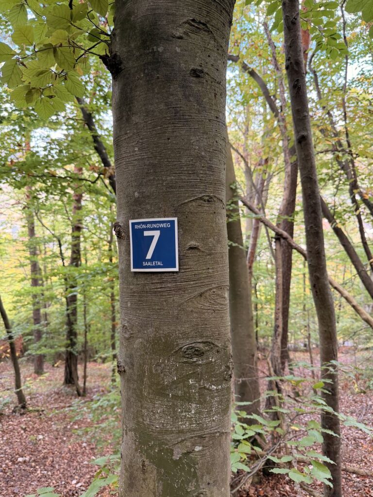 Blaues Wegzeichen mit der Nummer 7 an einem Buchenstamm im Herbstwald