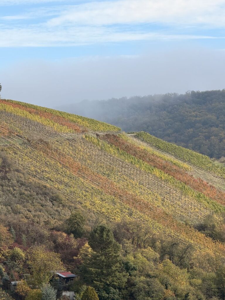 Herbstlich bunter Steilhang mit Reben bei Ramsthal, Morgendunst über dem Wald