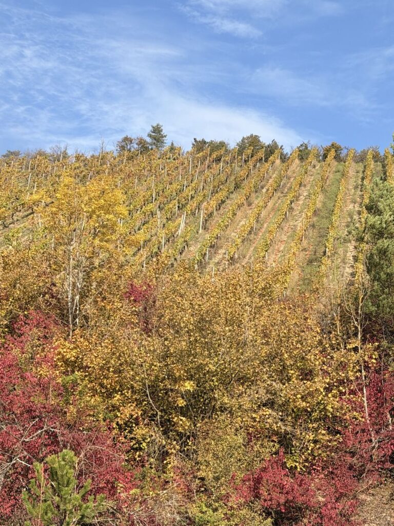 Weinberge bei Ramsthal im Herbst mit rotem und gelbem Laub am Hang