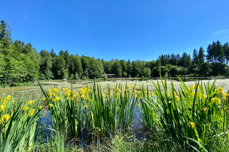 Gelbe Schwertlilien am Ufer des Rothsees bei blauem Himmel