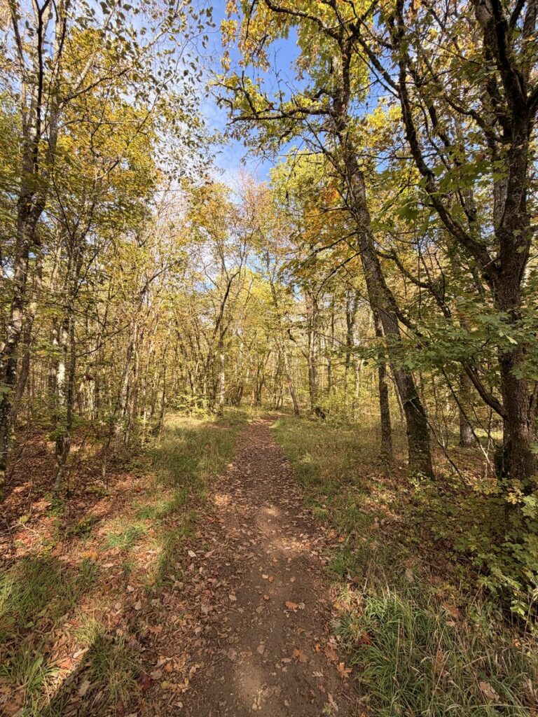 Waldpfad mit Herbstlaub am Scheinberg kurz vor dem Wittelsbacher Turm