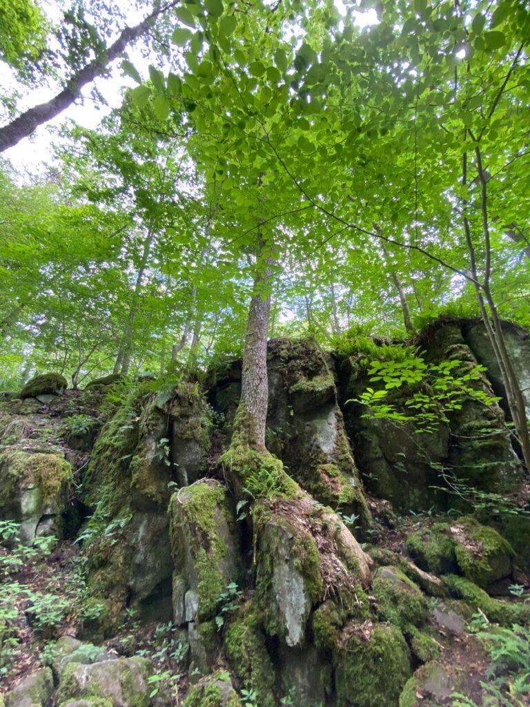 Moosbewachsene Felsen mit einer Buche im Wald am Schwarzbach