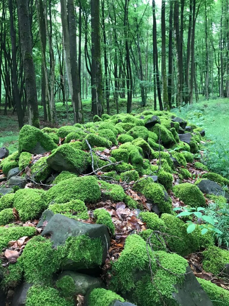 Dick bemooste Basaltblöcke im sommergrünen Wald an der Extratour Ulmenstein