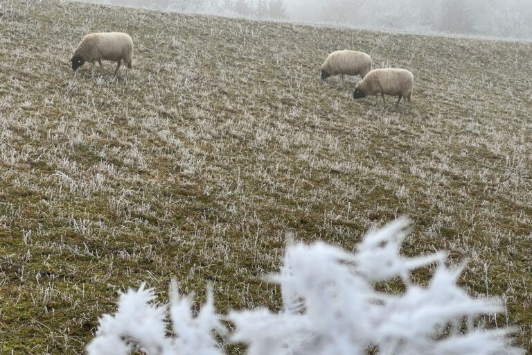 Schafe auf einer Weide im Nebel, im Vordergrund Zweige mit Raureif