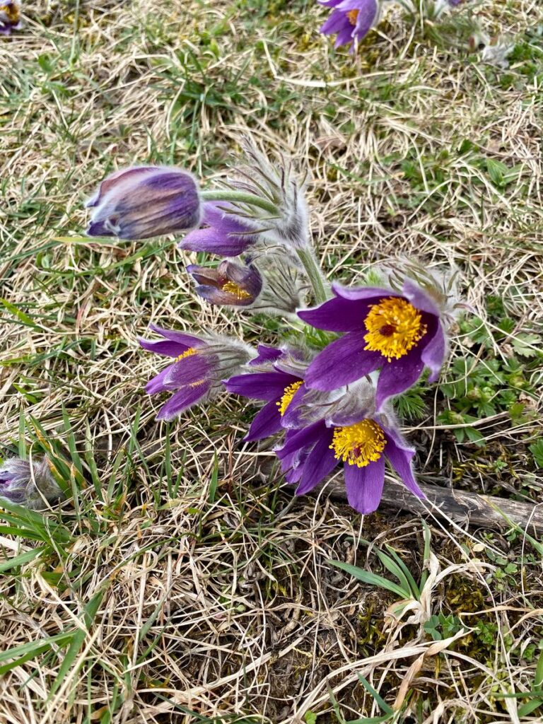 Blühende Küchenschellen im trockenen Gras eines Magerrasens
