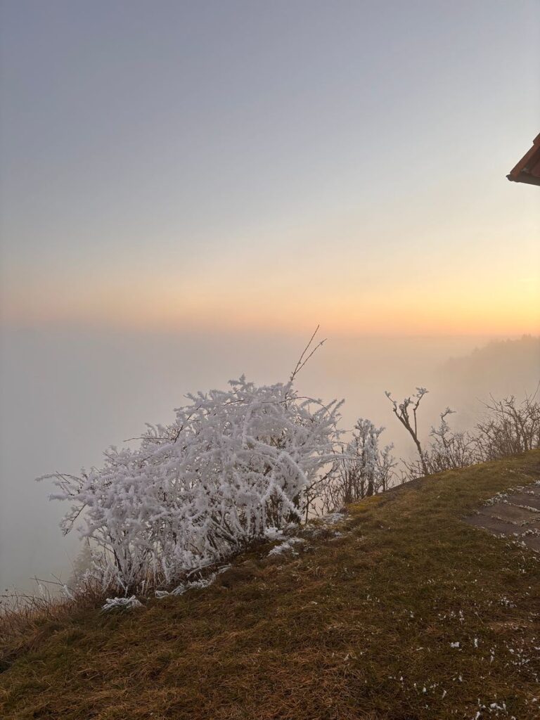 Strauch mit dickem Raureif an einer Hangkante über dem Nebelmeer bei Sonnenuntergang