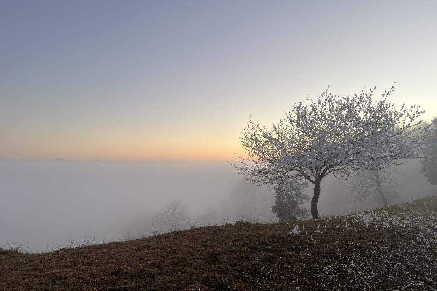Sonnenuntergang über einem Nebelmeer, vorn ein Baum mit Raureif, an der Extratour Ulmenstein bei Hofaschenbach.