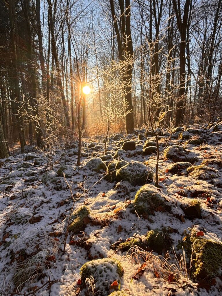 Tiefstehende Sonne im Winterwald über leicht verschneiten, bemoosten Basaltblöcken