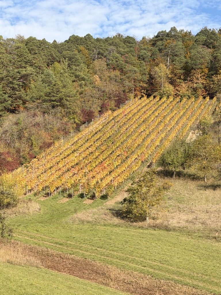 Kleiner Weinberg mit gelben Reben am Waldrand bei Wirmsthal